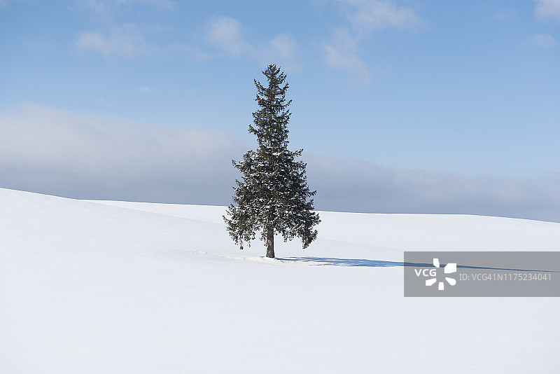独冬著名圣诞树，北依拼布路，北依，北海道，日本图片素材