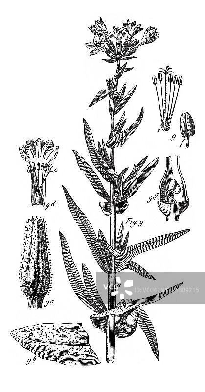 不同科栽培植物的牙根;装饰、食用或药用雕刻古董插图，出版于1851年图片素材