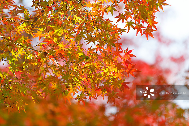 阳光下红红的枫叶背景图片素材