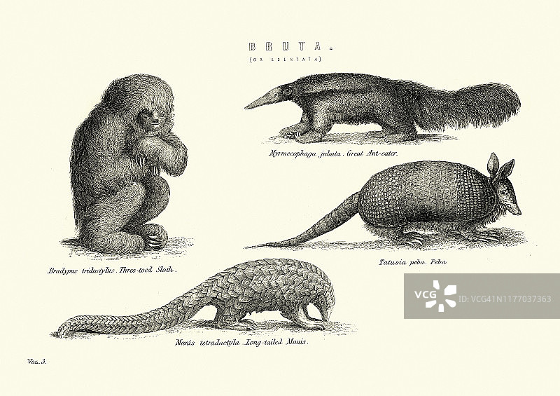 动物，Xenarthra，树懒，食蚁，pang奥林，犰狳图片素材