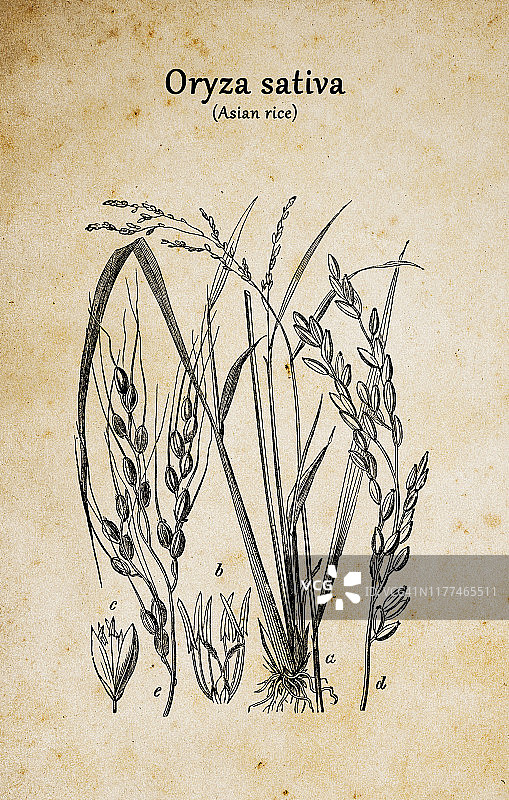 植物学植物仿古版画插图:水稻(亚洲稻)图片素材