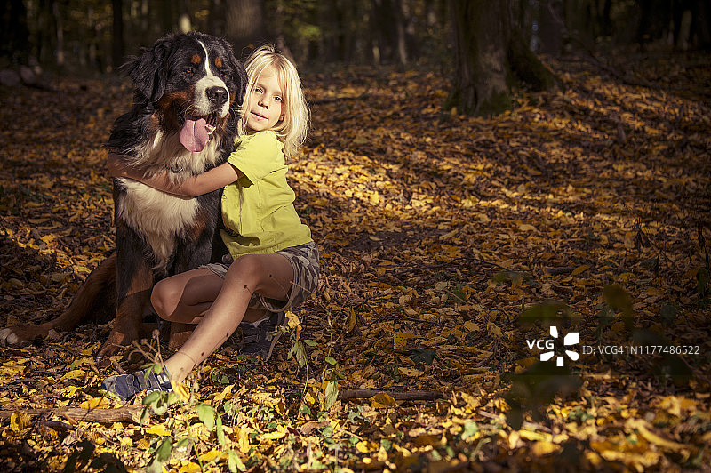 秋天的特兰西瓦尼亚，一个小男孩和一只伯尔尼山犬在森林里图片素材