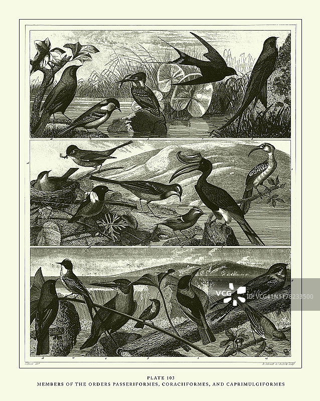 雕刻古物，雀形目，喙形目和尾状目的代表雕刻古物插图，1851年出版图片素材