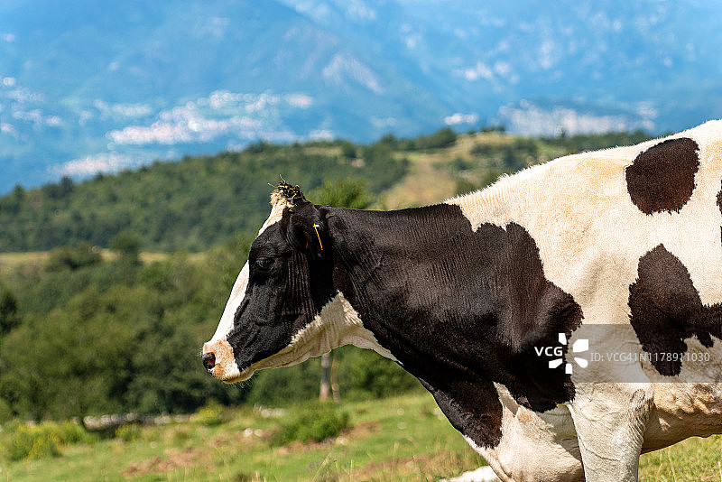荷斯坦弗里西亚牛-黑白奶牛的肖像图片素材