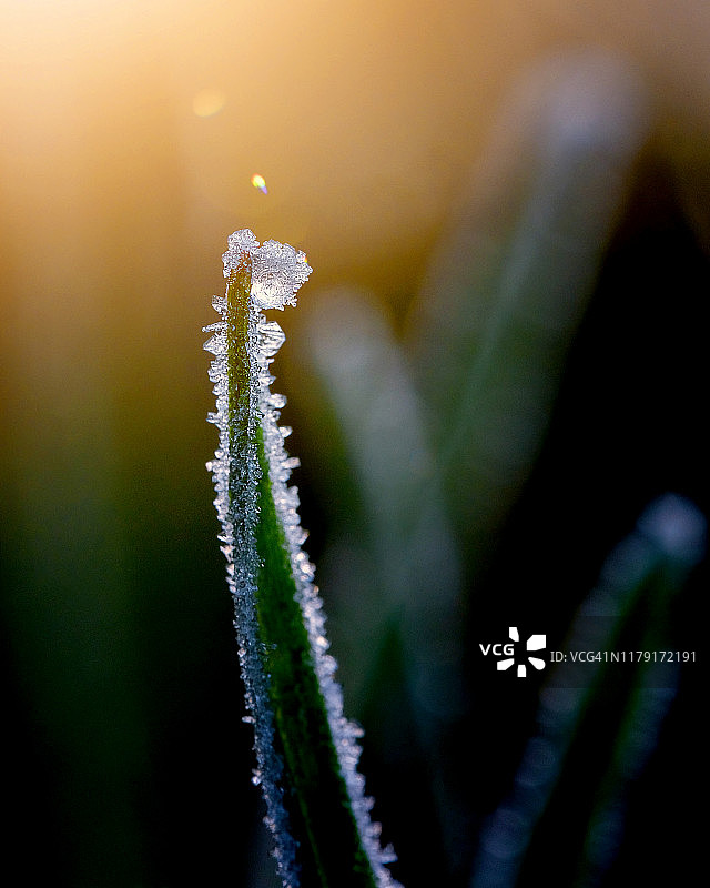 一枝孤寂的草叶最重要的是，它手里握着一颗冻结的露珠图片素材
