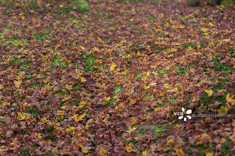 红枫落在日本花园的青苔地上图片素材