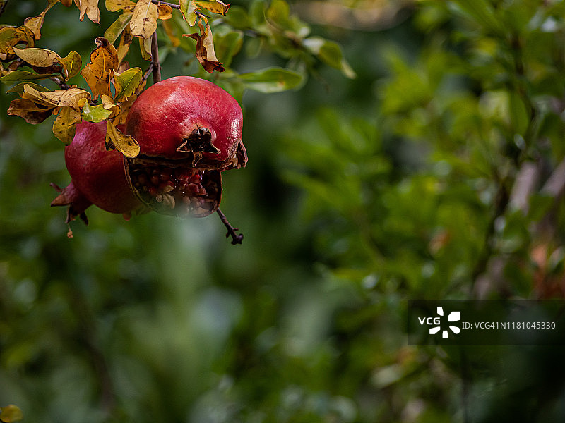 秋天的果实:有机成熟的石榴在一个有机果园的石榴枝上图片素材