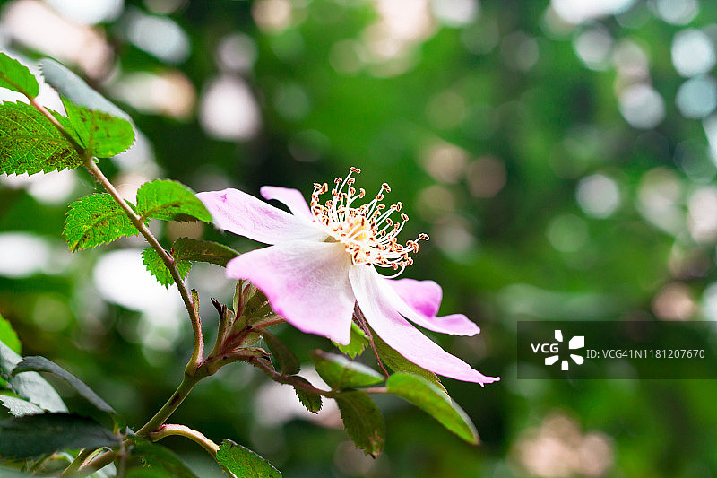 美丽的淡粉色玫瑰花在模糊的绿色自然背景与阳光图片素材