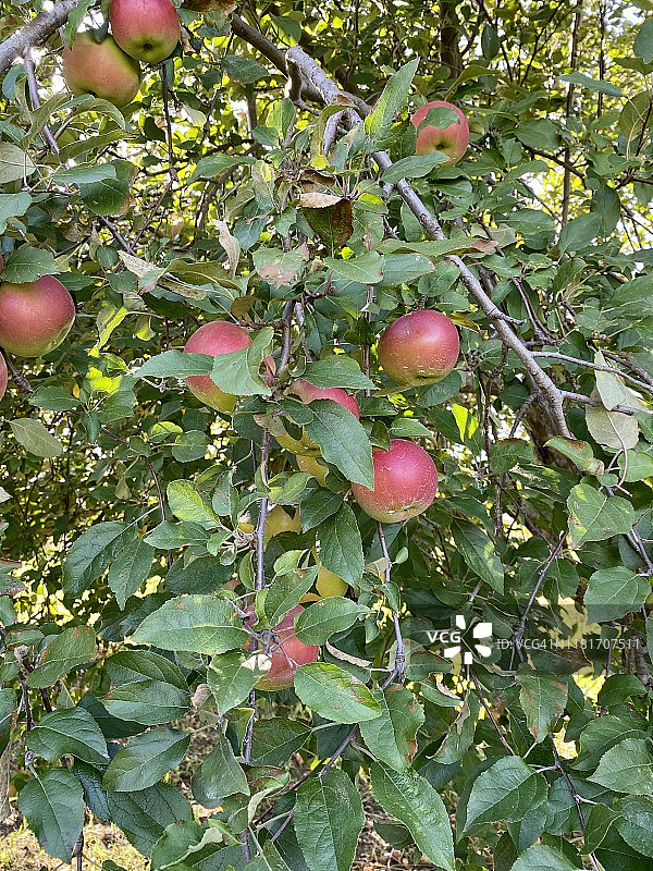苹果树图片素材