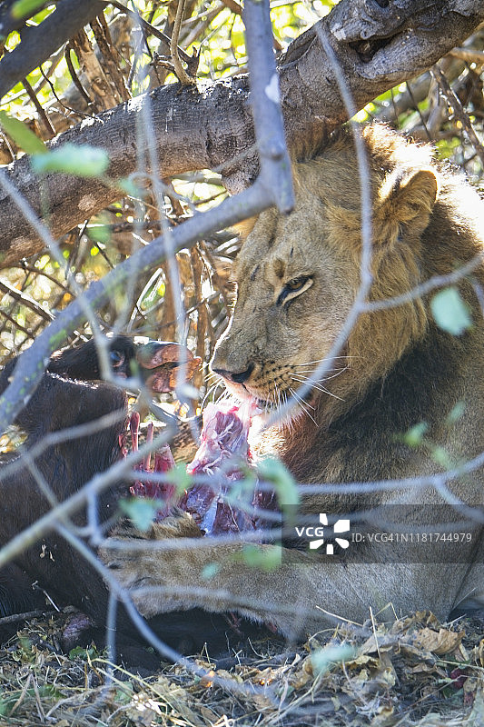 年轻的雄狮在树枝下觅食图片素材