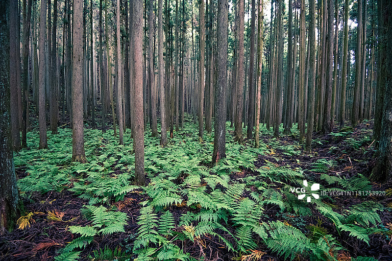 雪松林和蕨类植物群落图片素材