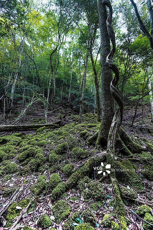 苔藓在深山森林中繁殖图片素材