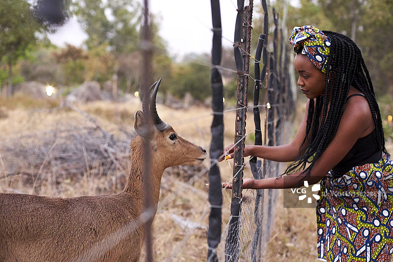 非洲风格的年轻女子透过栅栏喂瞪羚图片素材
