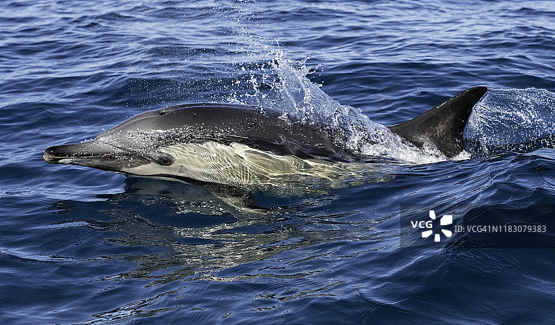 在南非野生海岸吃沙丁鱼时，常见的海豚破壳而出。图片素材