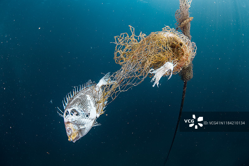 爪哇兔的尸体缠在浮标线上的废弃渔网上。图片素材