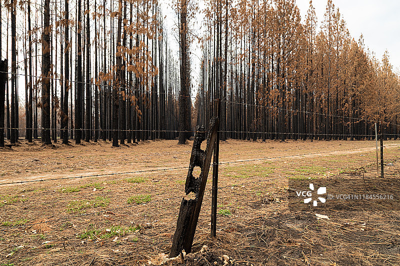 烧焦的松树，在松树种植园，褐色的叶子和黑色的树干图片素材
