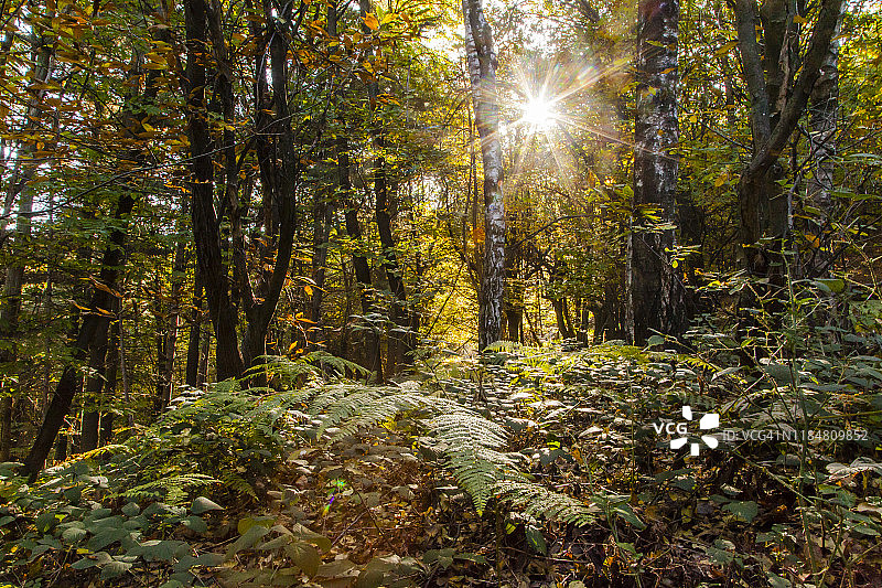 阳光在秋天的森林里图片素材