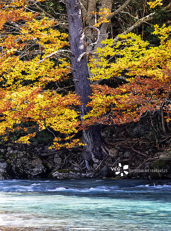 山毛榉树与秋天的树叶颜色靠近一条大河。西班牙奥德萨国家公园。图片素材