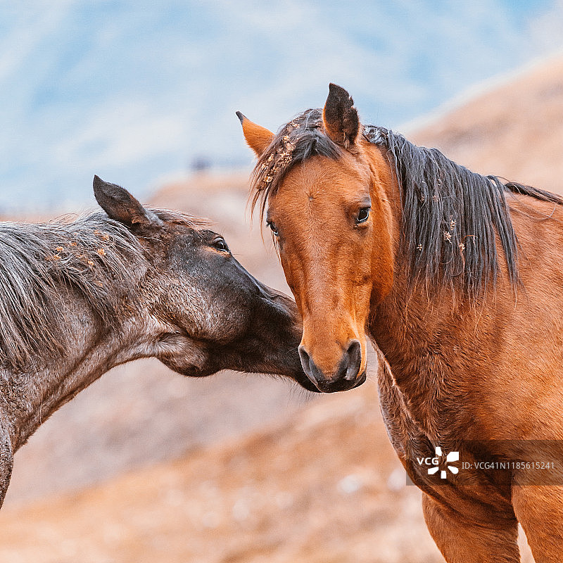 两匹马的头，互相靠近，阿尔泰共和国，西伯利亚图片素材