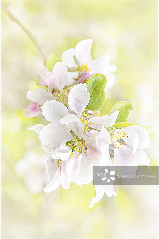 美丽的春天开花的特写图像，白色的苹果花在一个柔和的背景图片素材