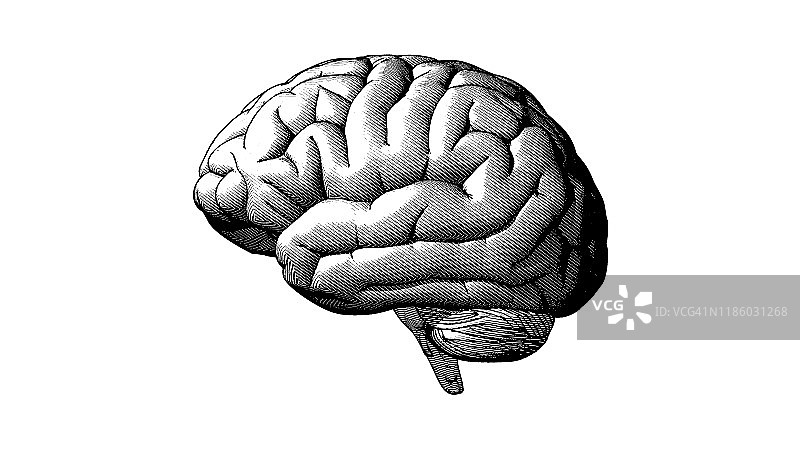 人脑侧视图在白色BG上绘制插图图片素材