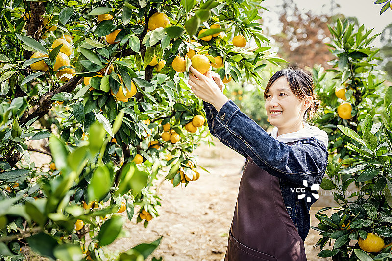 亚洲妇女在果园里收获有机橙子图片素材