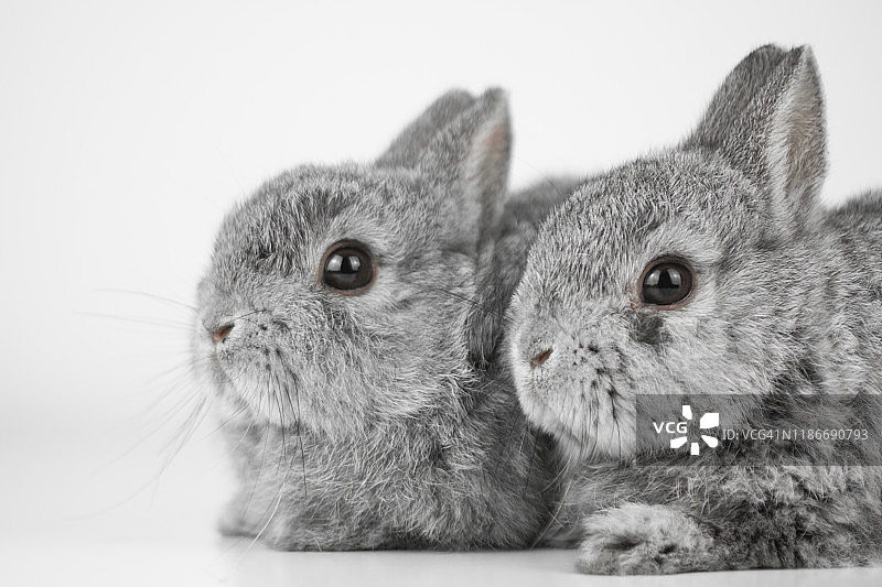 两只兔子图片素材