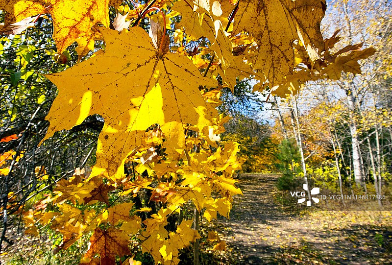 秋天彩色糖枫叶框架土路图片素材