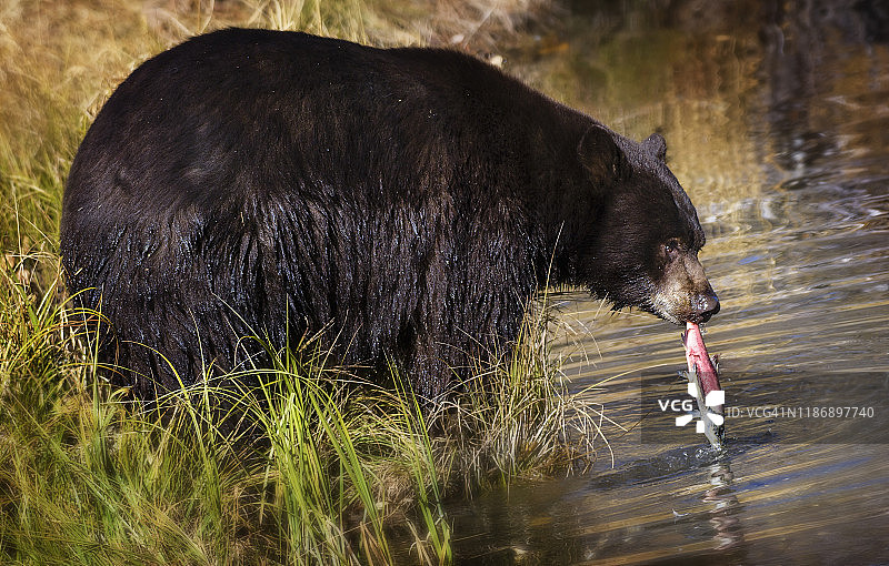 黑熊捕捉Kokanee鲑鱼的特写，在泰勒溪，南太浩湖图片素材
