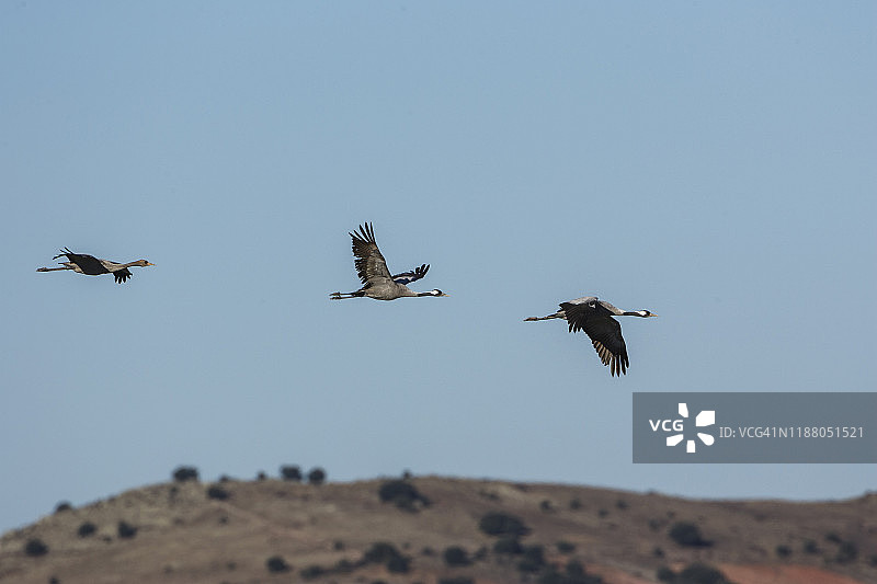 在西班牙加洛卡塔的迁徙中，三只欧亚鹤排成一行飞过天空。天鹤座天鹤座。图片素材
