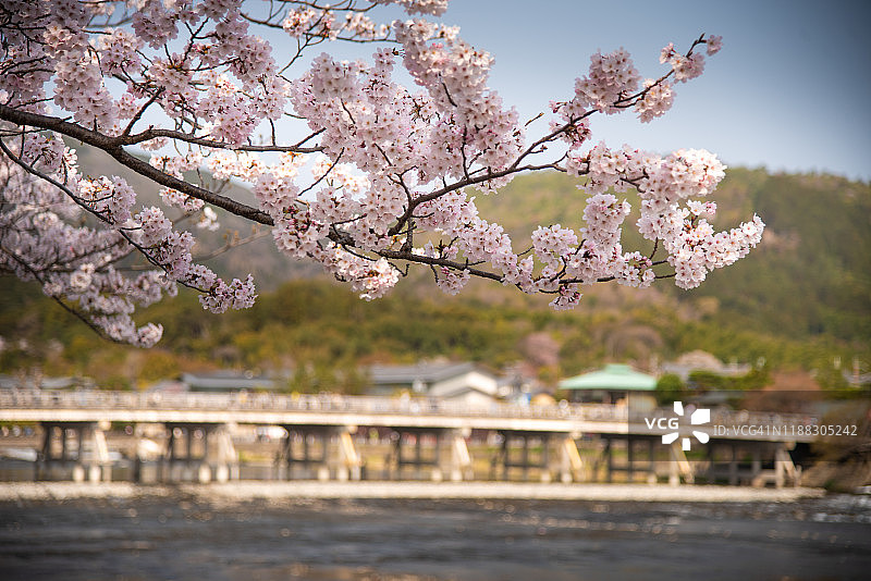 岚山与樱花盛开的日本关西京都图片素材