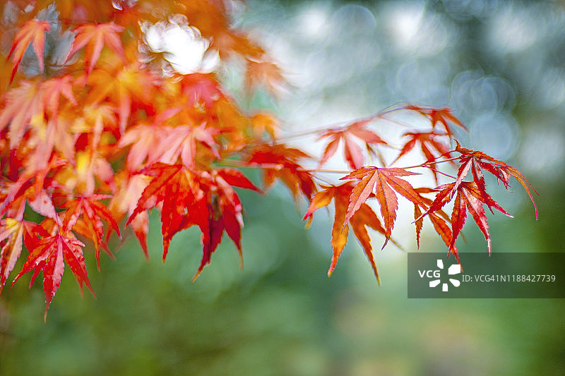 日本枫树-掌叶的充满生气的红色秋天的叶子图片素材