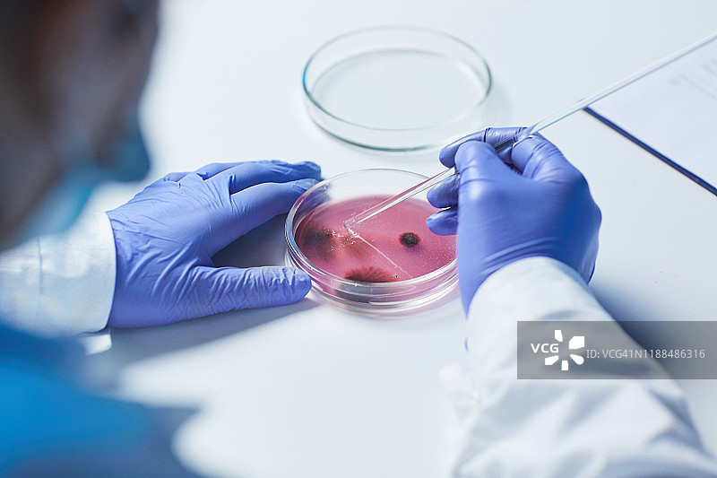 肩视图，不能识别的微生物在蓝色橡胶手套坐在桌子和测试紫色样品在实验室图片素材