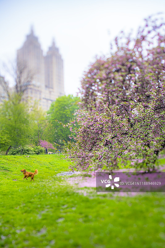 5月4日，在美国纽约中央公园的樱花树下，大片的樱花花瓣散落在草坪上。狗在草坪上跑。图片素材