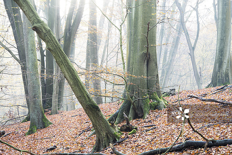 伦敦埃平森林一个薄雾清晨的山毛榉树。图片素材