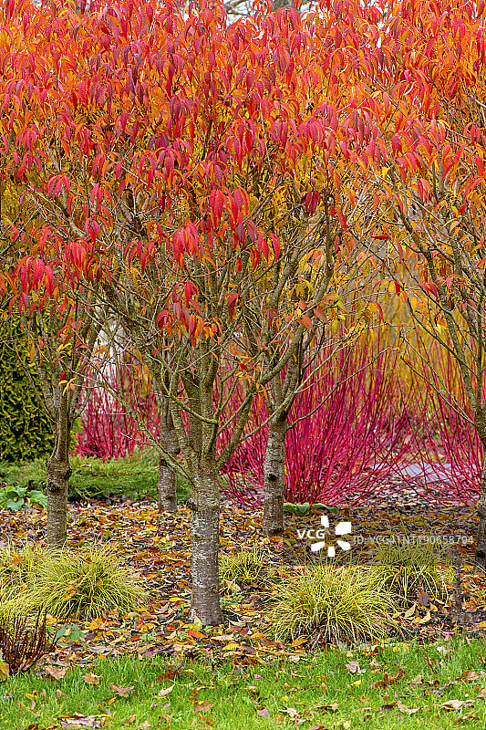 秋天颜色的prunus Incisa叶种植充满活力的红色冬季山茱萸茎的山茱萸'Westonbirt图片素材