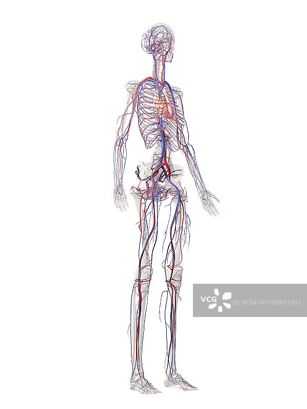 血管系统、插图图片素材