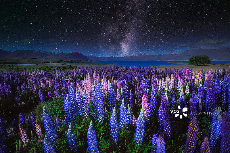 新西兰南岛特卡波湖附近的好牧羊人教堂附近的银河和羽豆田。图片素材