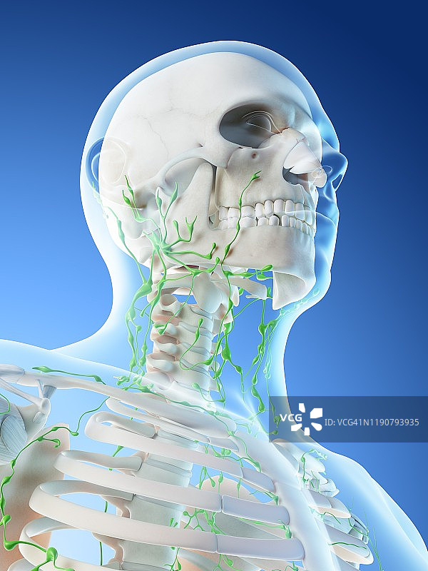 颈部淋巴系统，图示图片素材
