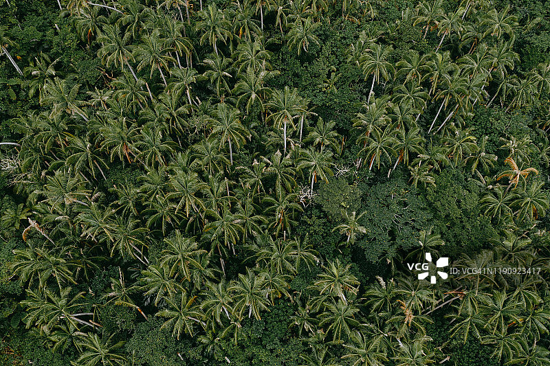冲绳县Iriomote岛，日本丛林，上面有左竹棕榈树图片素材