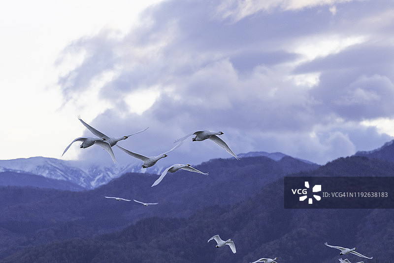 日本新泻县冰古湖上吹着口哨的天鹅图片素材