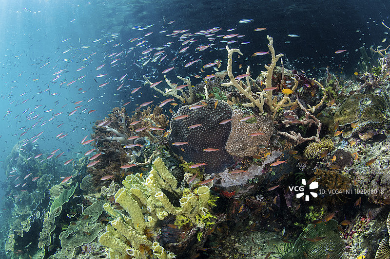 在印度尼西亚拉贾安帕的一个偏远地区，一个美丽的珊瑚礁繁盛。图片素材