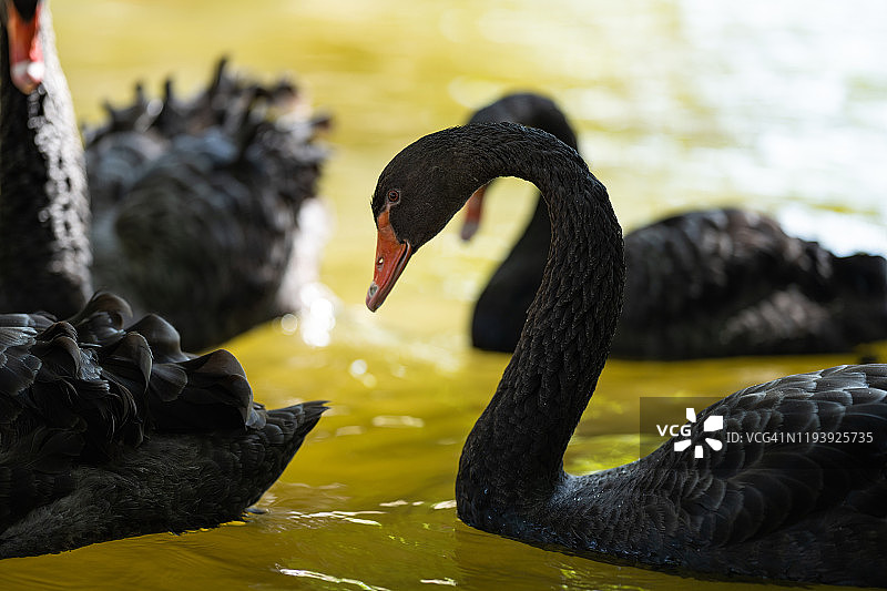 一只黑色的天鹅在绿色的水池中游泳。图片素材