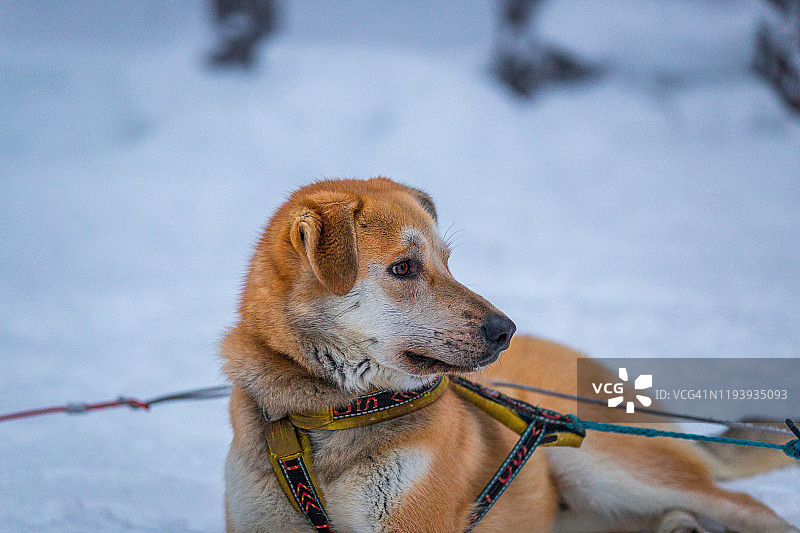北欧芬兰冬季雪地里的哈士奇农场里的哈士奇雪橇犬图片素材