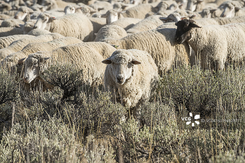美国爱达荷州凯彻姆山艾树丛中的羊群图片素材