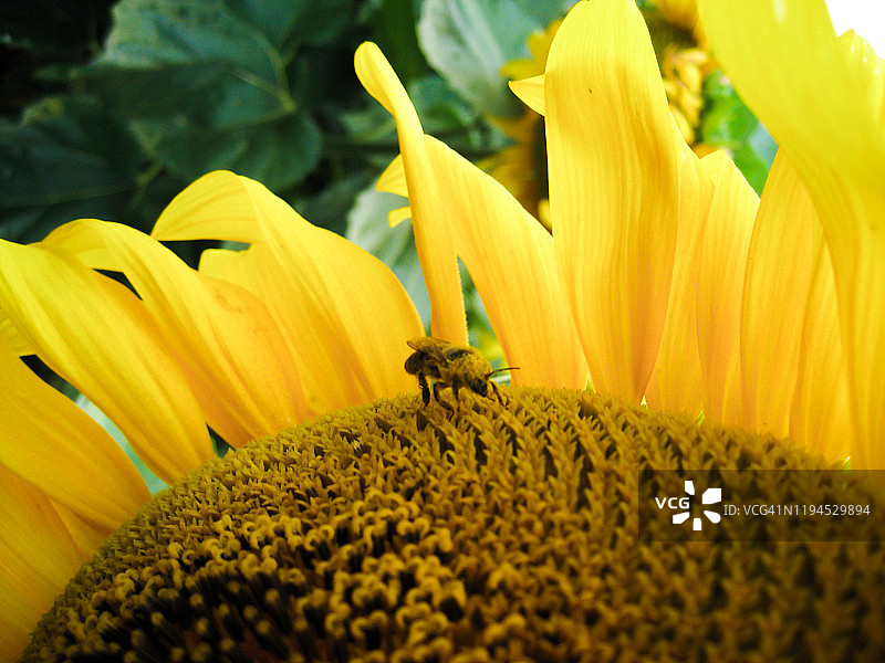 蜜蜂在向日葵上采集花粉图片素材