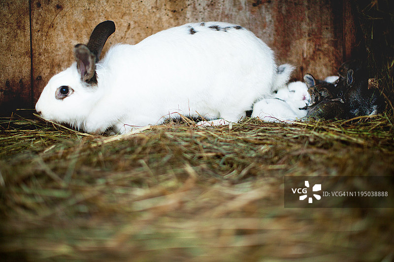 俄罗斯兔子饲养员在他的农场工作图片素材