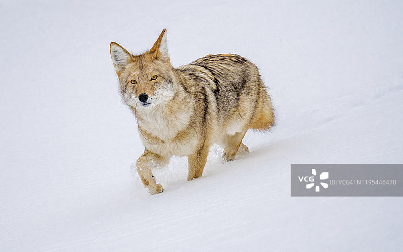 黄石公园冬天的郊狼图片素材