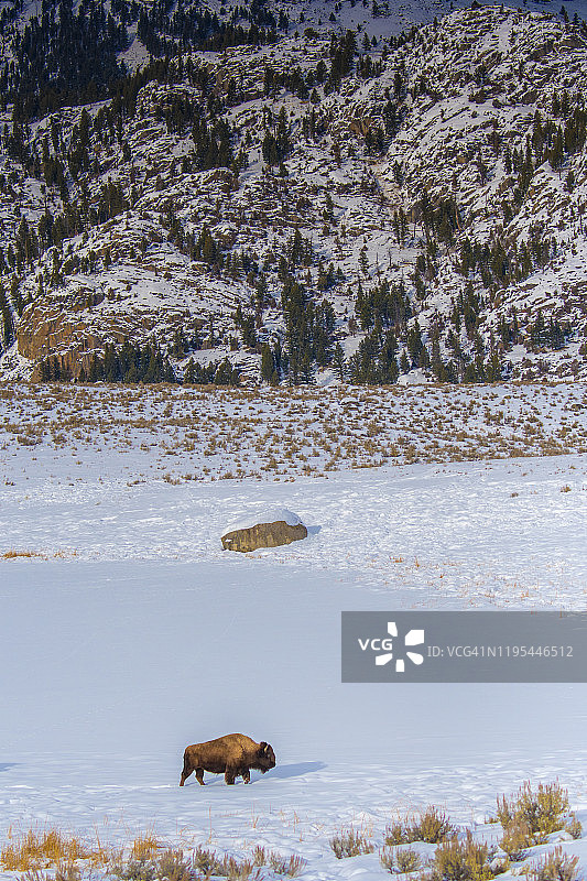 黄石公园雪地里的野牛图片素材