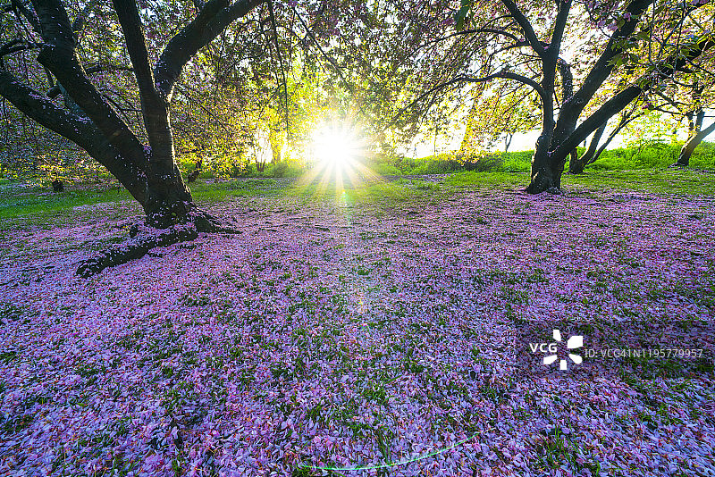 5月6日，在美国纽约中央公园，在中央公园水库的草坪上，绽放着绚丽的樱花花瓣。图片素材